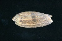 藏品(橙口榧螺)的圖片